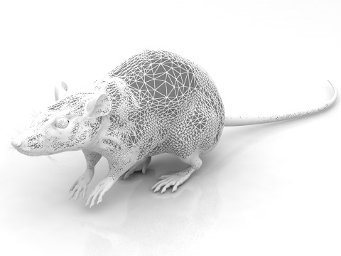 Rato Branco Modelo 3D