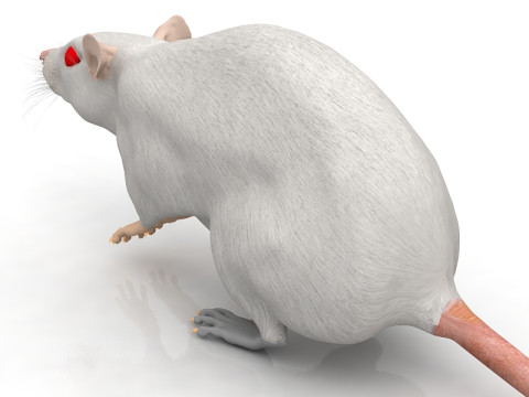 Rato Branco Modelo 3D