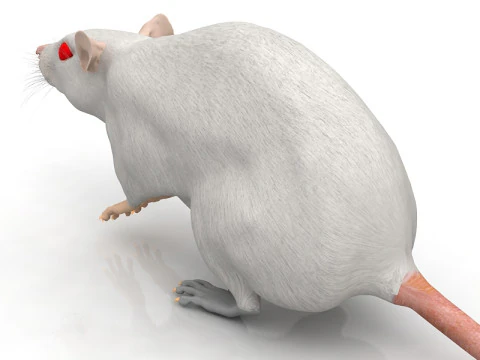 Ratto Bianco Modello 3D