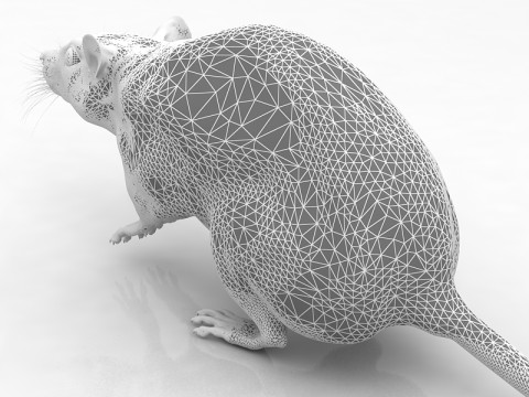 Rato Branco Modelo 3D