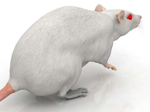 Ratto Bianco Modello 3D