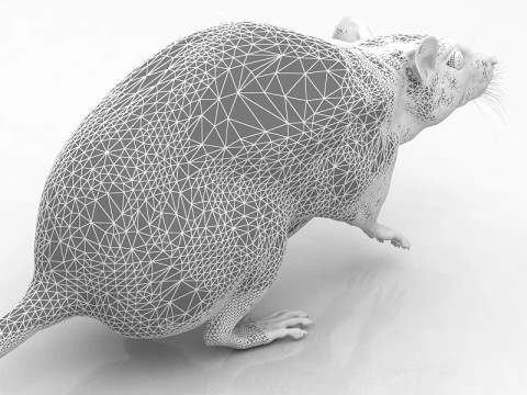 Ratto Bianco Modello 3D