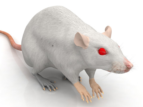 Rato Branco Modelo 3D