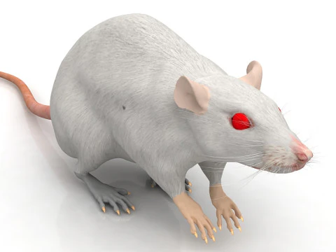 Ratto Bianco Modello 3D