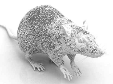 Ratto Bianco Modello 3D