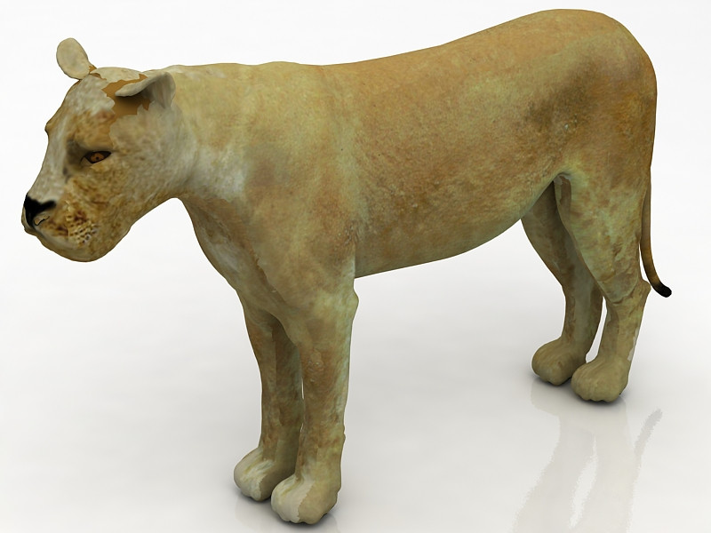 Dişi aslan 3D Model .c4d .max .obj .3ds .fbx .stl .blend 