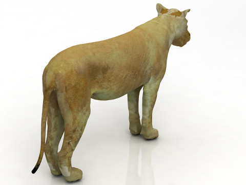 Dişi aslan 3D Model