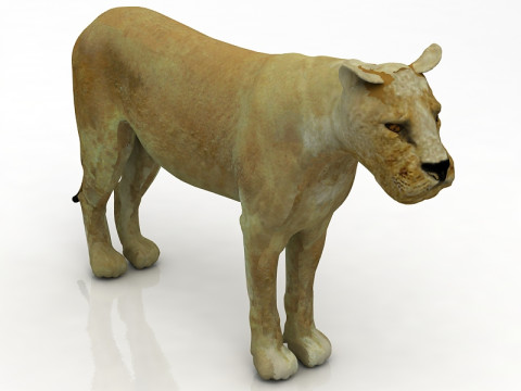 Dişi aslan 3D Model