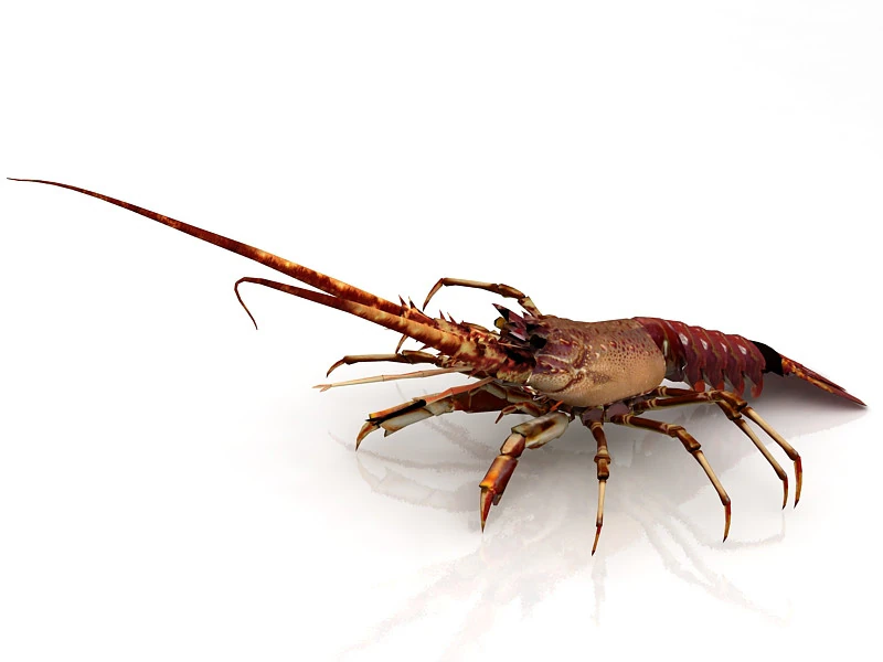 Lobster 3D Model .c4d .max .obj .3ds .fbx .stl .blend 