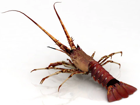 Lobster 3D Model