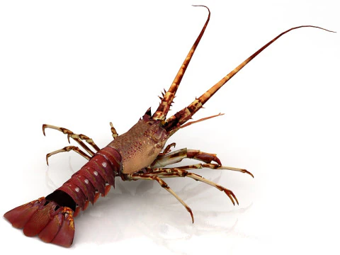 Lobster 3D Model