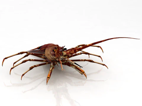 Lobster 3D Model