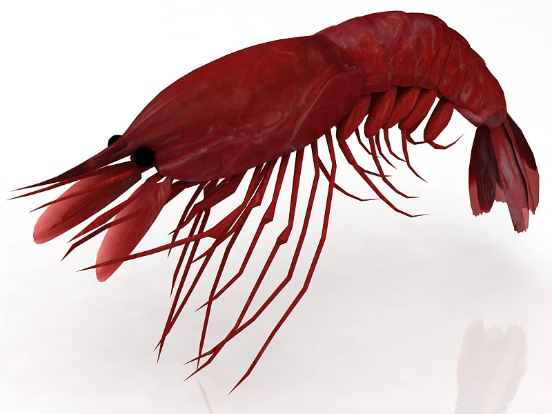 Shrimp 3D Model .c4d .max .obj .3ds .fbx .stl .blend 