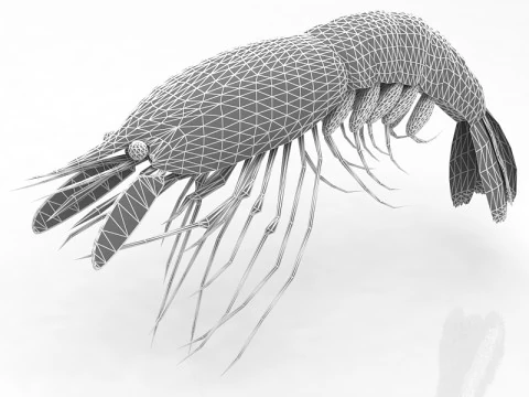 Shrimp 3D Model