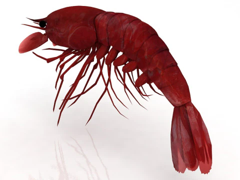 Shrimp 3D Model