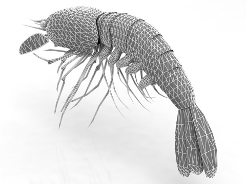 Garnele 3D Modell