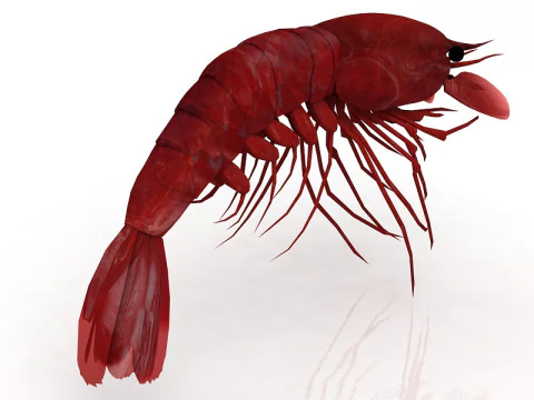 Shrimp 3D Model