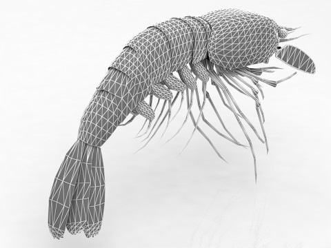Garnele 3D Modell