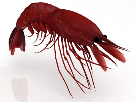 Shrimp 3D Model