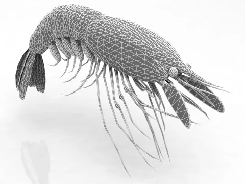 Shrimp 3D Model