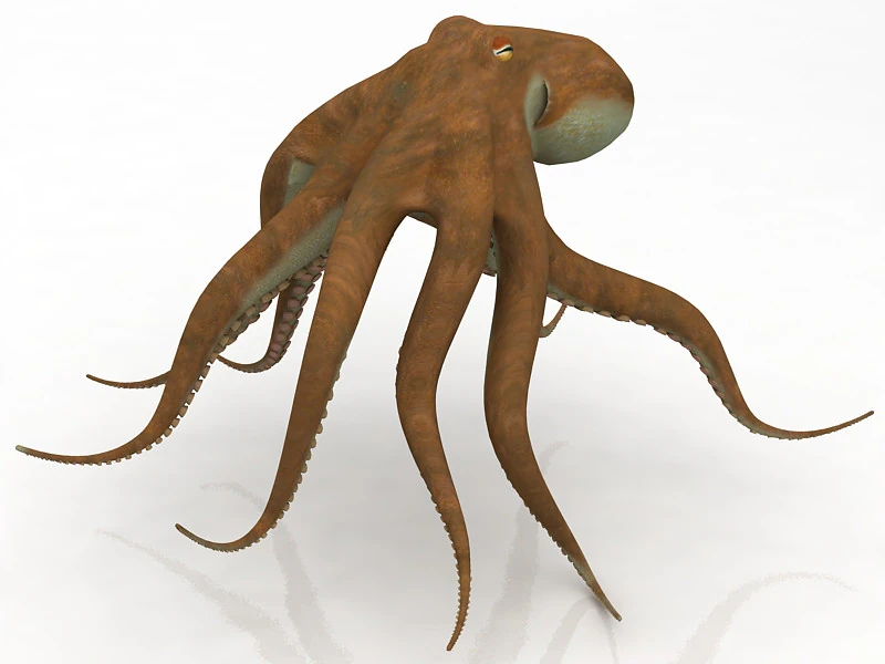 Octopus Crawling Pose 3D Model .c4d .max .obj .3ds .fbx .stl .blend 