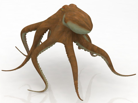 Octopus kruipende houding 3D Model