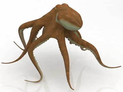 Octopus Crawling Pose 3D Model