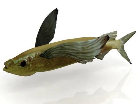 Peixe Exocoeto Modelo 3D