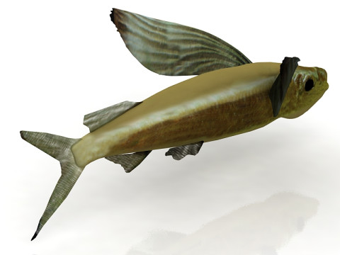 Pez exocoeto Modelo 3D