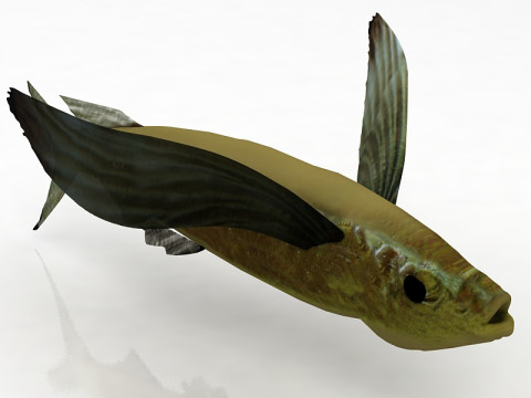 Pez exocoeto Modelo 3D