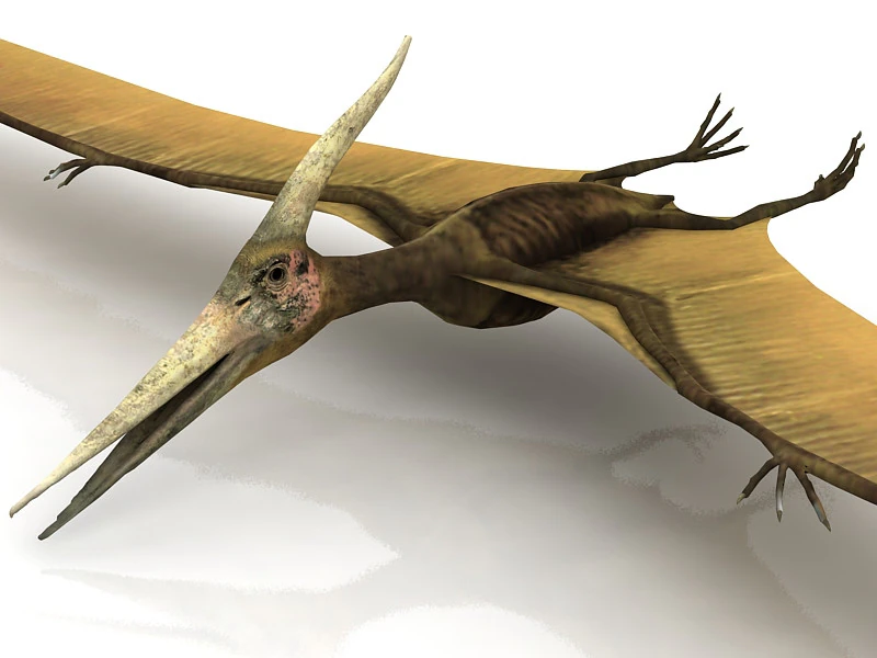 Pteranodon Flying Carnivorous Reptile 3D Model .c4d .max .obj .3ds .fbx .stl .blend 