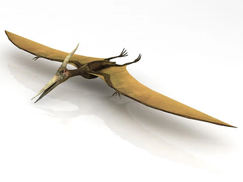 Pteranodon Flying Carnivorous Reptile 3D Model