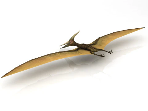 Pteranodon Flying Carnivorous Reptile 3D Model
