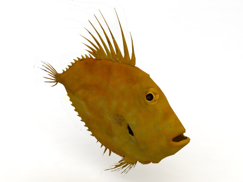 Piranha 3D Model