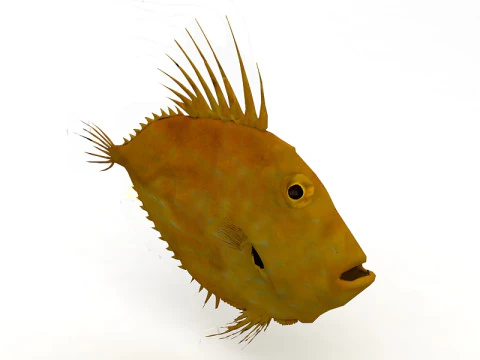 Piranha Modello 3D