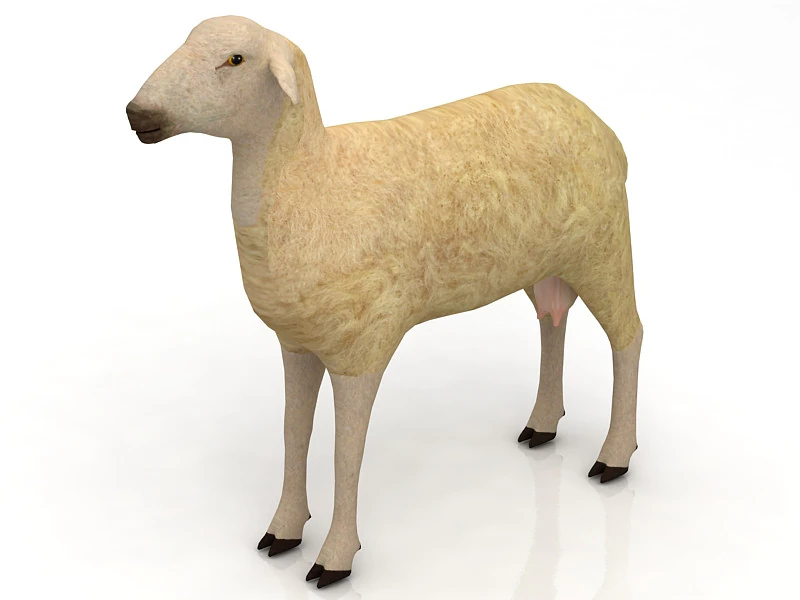 Sheep 3D Model .c4d .max .obj .3ds .fbx .stl .blend 
