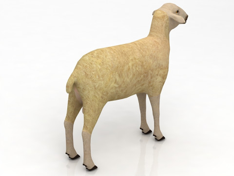양 3D 모델
