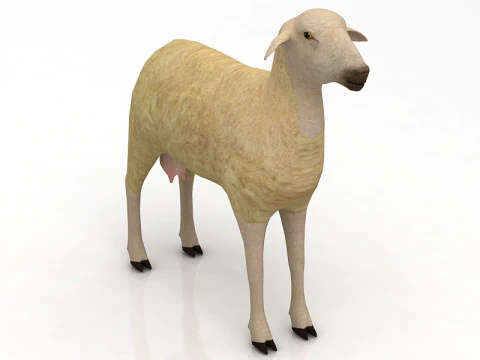 Sheep 3D Model