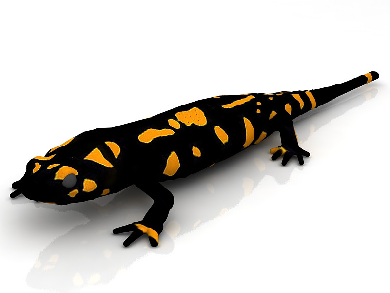 Salamander 3D Model .c4d .max .obj .3ds .fbx .stl .blend 