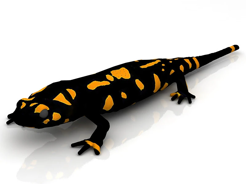 Salamander 3D Model .c4d .max .obj .3ds .fbx .stl .blend 