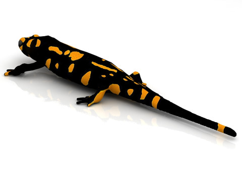 Salamander 3D Model