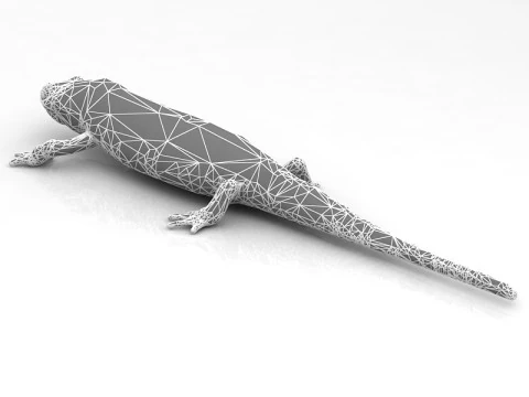 Salamander 3D Model