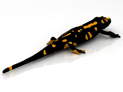 Salamander 3D Model