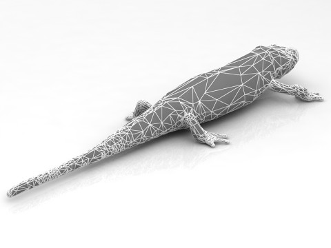 Salamander 3D Model