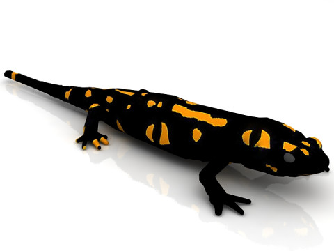 Salamander 3D Model
