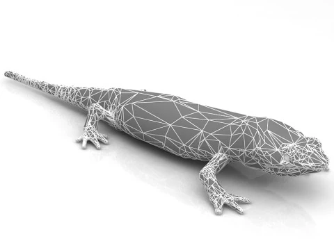 Salamander 3D Model