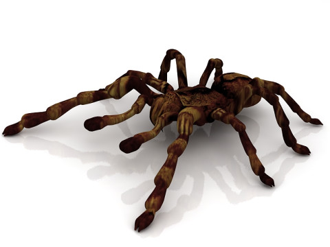 Lycosa Tarantula 3D Model