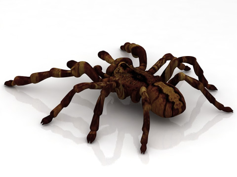 リコサ タランチュラ 3Dモデル