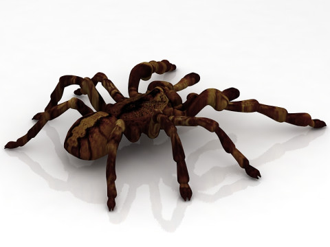 リコサ タランチュラ 3Dモデル