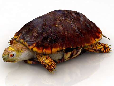 Hermann Turtle Tortoise 3D Model